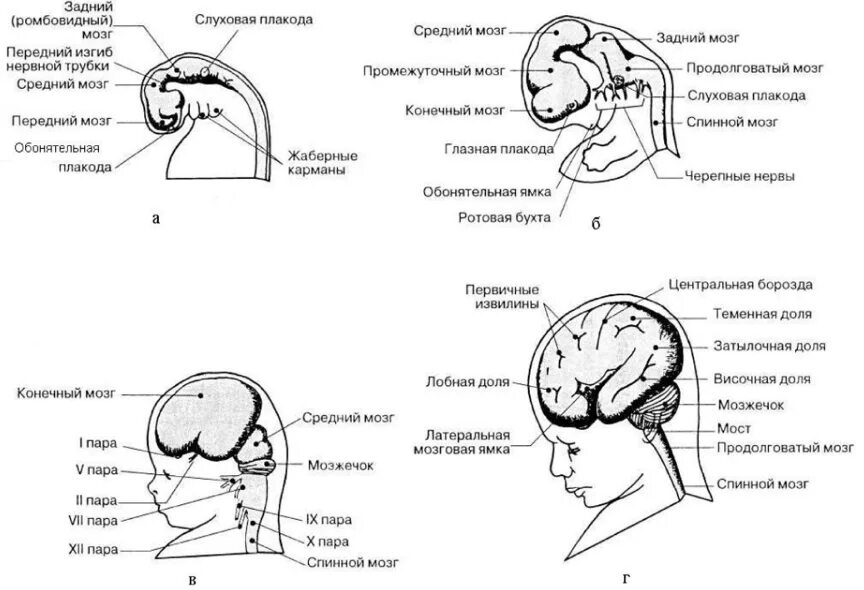 Головного мозга на ранних. Стадии развития головного мозга человека анатомия. Развитие отделов головного мозга схема. Схема развития головного мозга в онтогенезе. Онтогенез головного мозга человека.