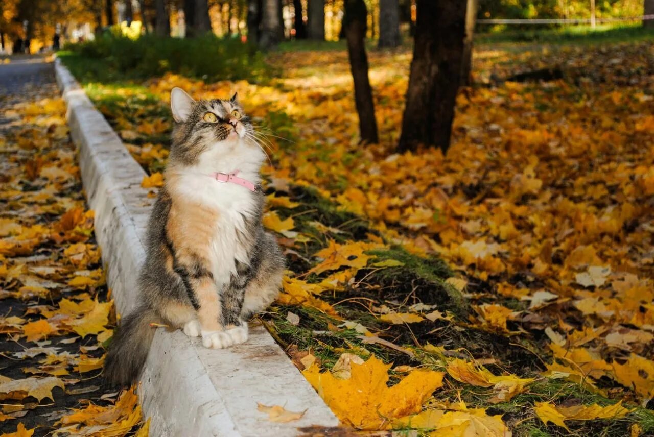 Осенняя теплая осень. Кот осень. Осенний пейзаж с животными. Осенний котик. Кошки осенью.