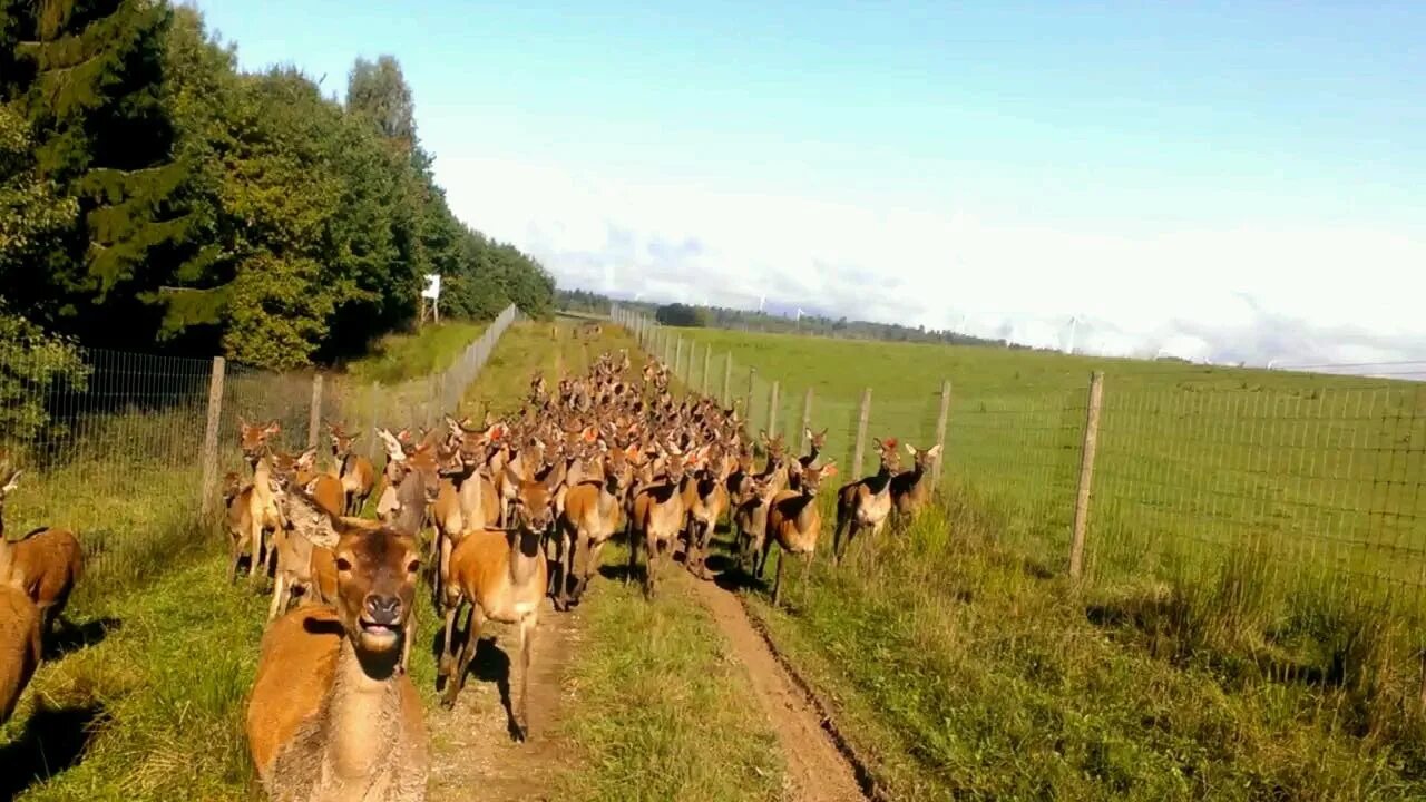 Разведение животных. Оленья ферма в Подмосковье. Ферма косуль. Кабанья ферма. Дикий 5 содержание