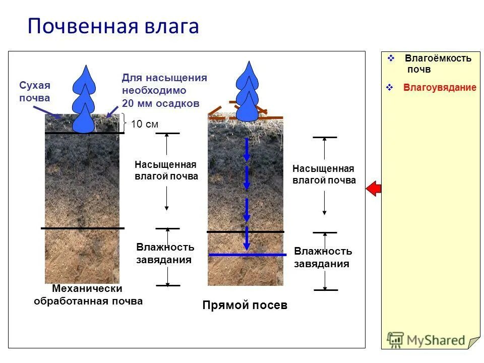 Почвенный раствор поднимается вверх благодаря. Влажность завядания почвы. Почвенная влага. Влагоемкость почвы. Капиллярная влага в почве.