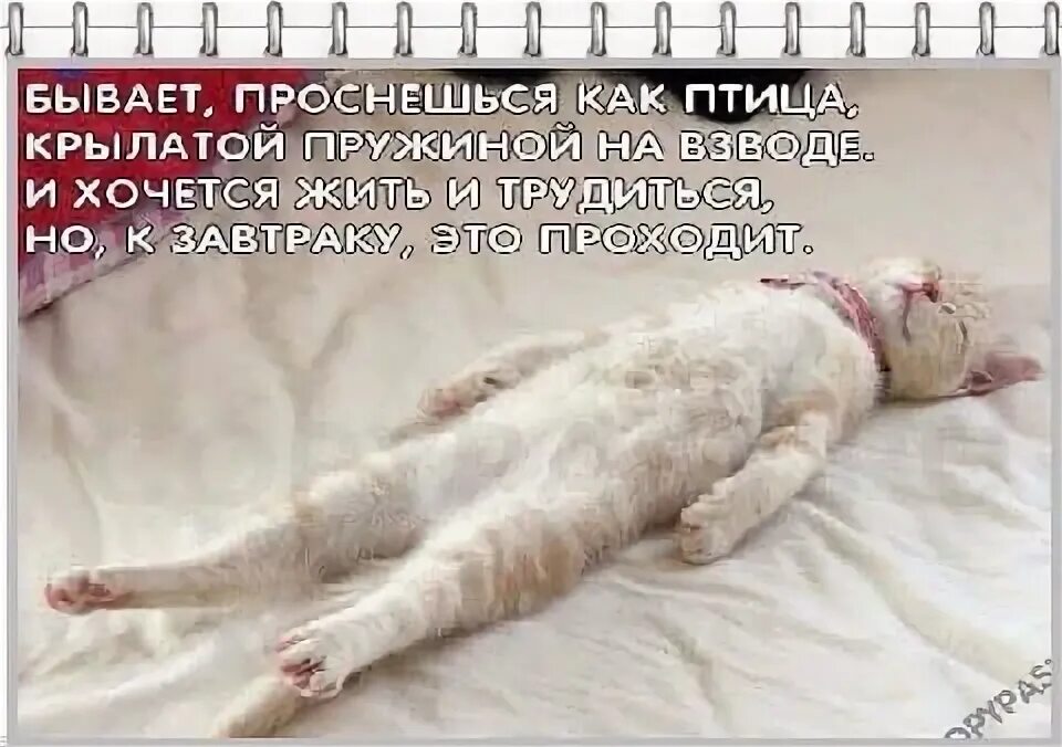 Бывает проснешься как птица крылатой. Но к обеду это проходит стих. Вставайте как пройти. Губерман бывает проснешься как птица крылатой пружиной на взводе. Бывает проснешься как птица.