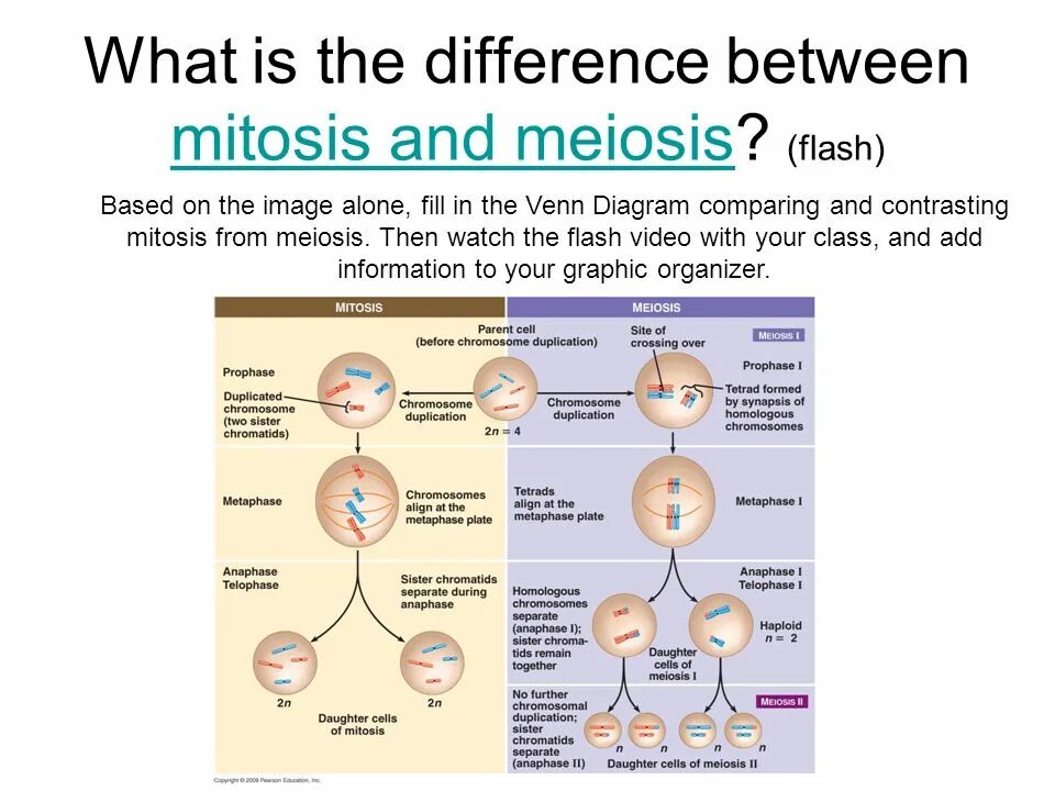What are similarities and differences. Difference between meiosis and mitosis. mitosis and meiosis. what is a mitosis.