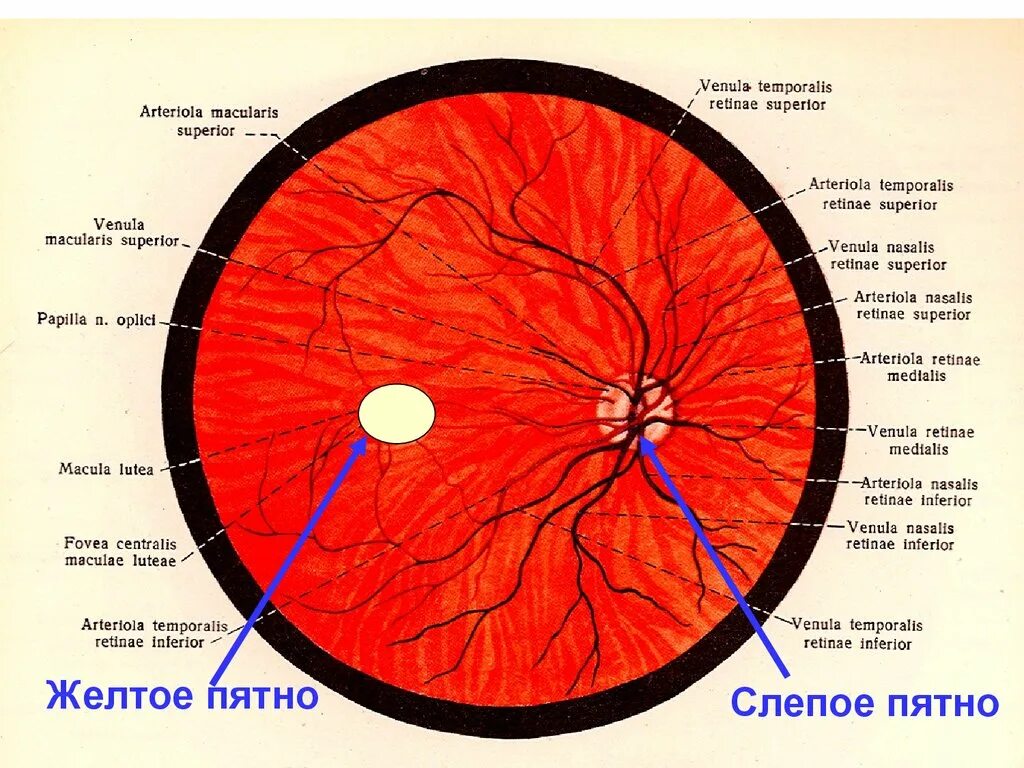 Строение желтого пятна сетчатки. Слепое пятно сетчатки гистология. Слепое пятно гистология препарат. Желтое и слепое пятно сетчатки глаза. Диаметр сетчатки