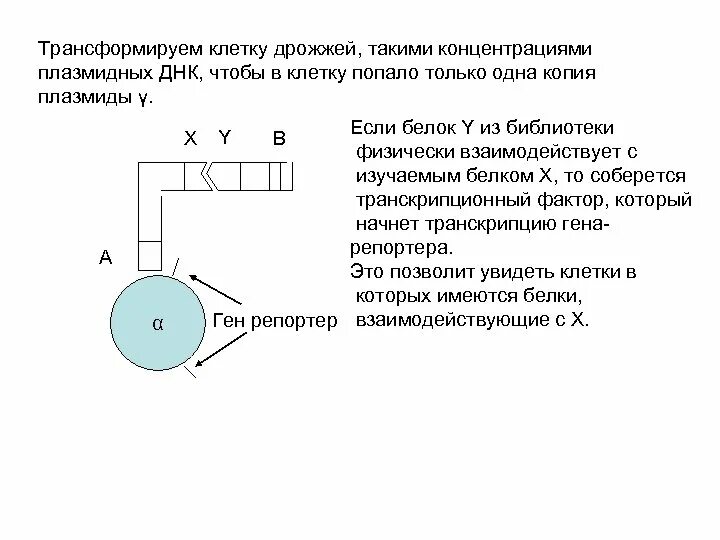 Плазмиды дрожжей. Трансформирование дрожжей. Трансформация дрожжей. Трансформирование клеток. Генетическая трансформация дрожжей.