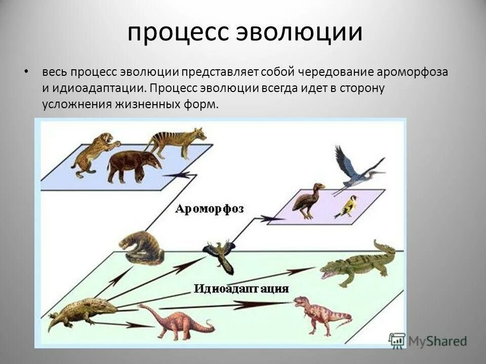 Определите по рисунку направления эволюции