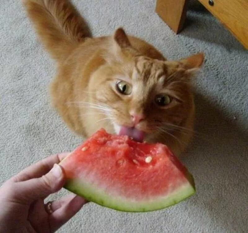 Кот есть арбуз. Животные и арбуз. кот на арбузе. котик с арбузом. котик ест арбуз.