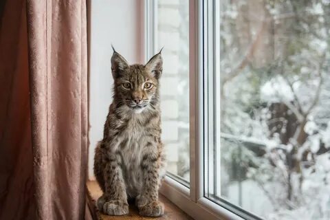 Дикие животные дома