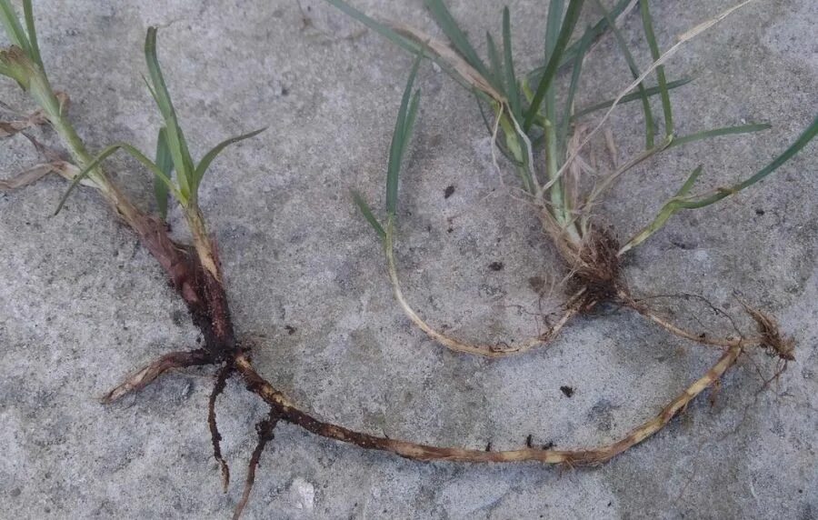 Корневище пырея ползучего строение. Пырей ползучий корень. Трава пырей ползучий корни. Пырей ползучий корневище. Ползучая корневая система.