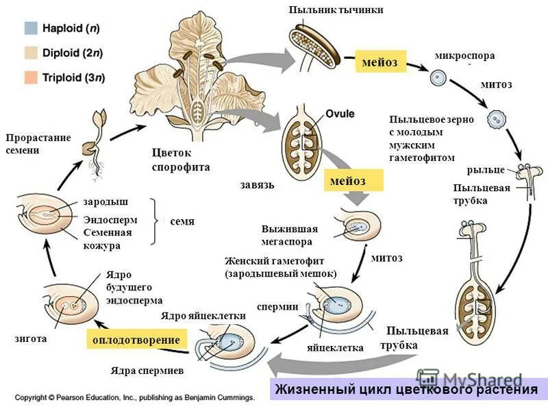 Хромосомный набор пыльцевого зерна. Развитие мужского гаметофита покрытосеменных. Микроспора пыльцевое зерно. Микроспора пыльцевое зерно. Микроспора пыльцевое зерно.
