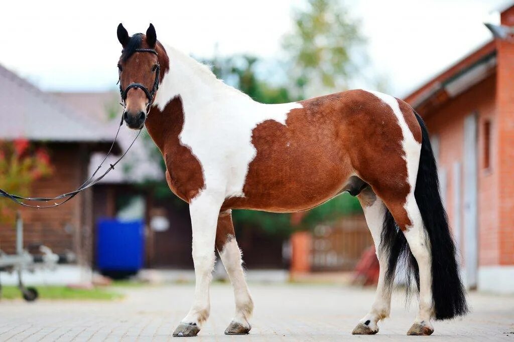tickled-fancy Horses, Pretty horses, Horse breeds