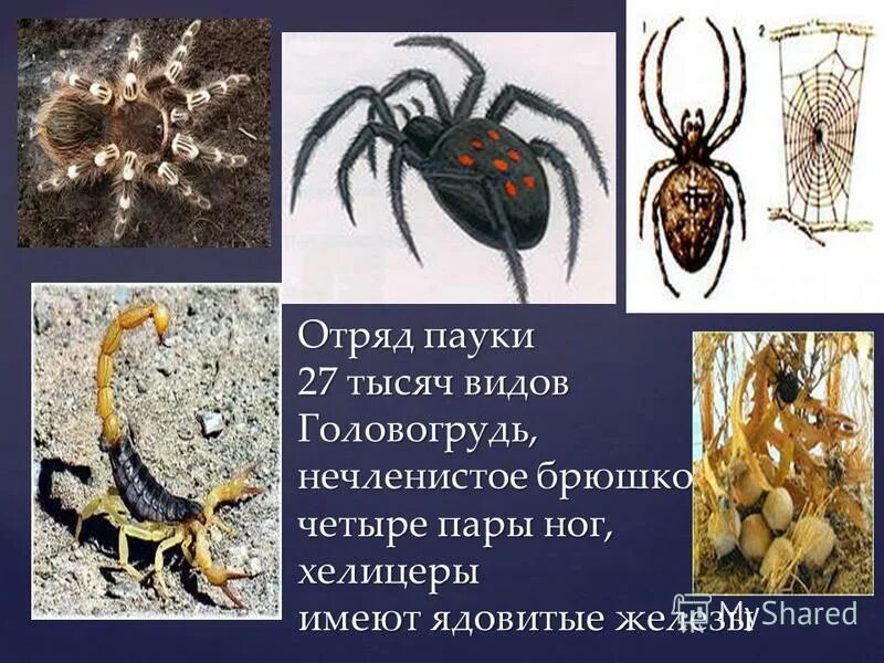 Внешнее строение паука схема. Головогрудь у паукообразных. Отряд пауки брюшко. Пауки 4 пары ног. Пауки 4 пары ног.