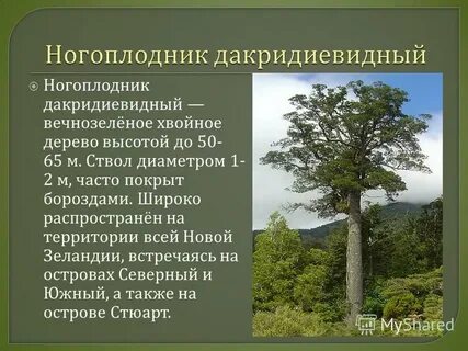 Хвойное дерево сканворд