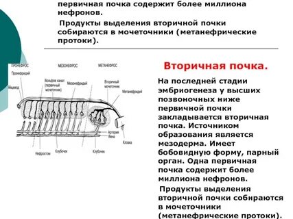 Канальцы первичной почки