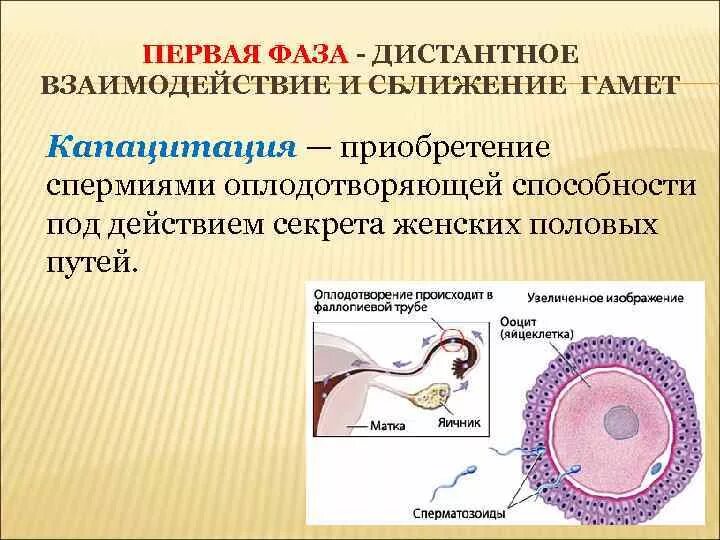 Образование женских половых клеток происходит. Процесс оплодотворения схема. Оплодотворение яйцеклетки. Процесс оплодотворения яйцеклетки сперматозоидом. Оплодотворение картинки.