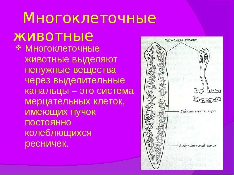 Какие органы выделения есть у одноклеточных. Многоклеточные животные. органы выделения у многоклеточных. выделительная система многоклеточных. многоклеточные животные выделительная система.