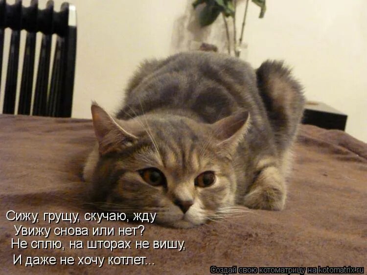Грущу на работе. Котэ скучает. коту скучно. котик я соскучилась. я грущу.