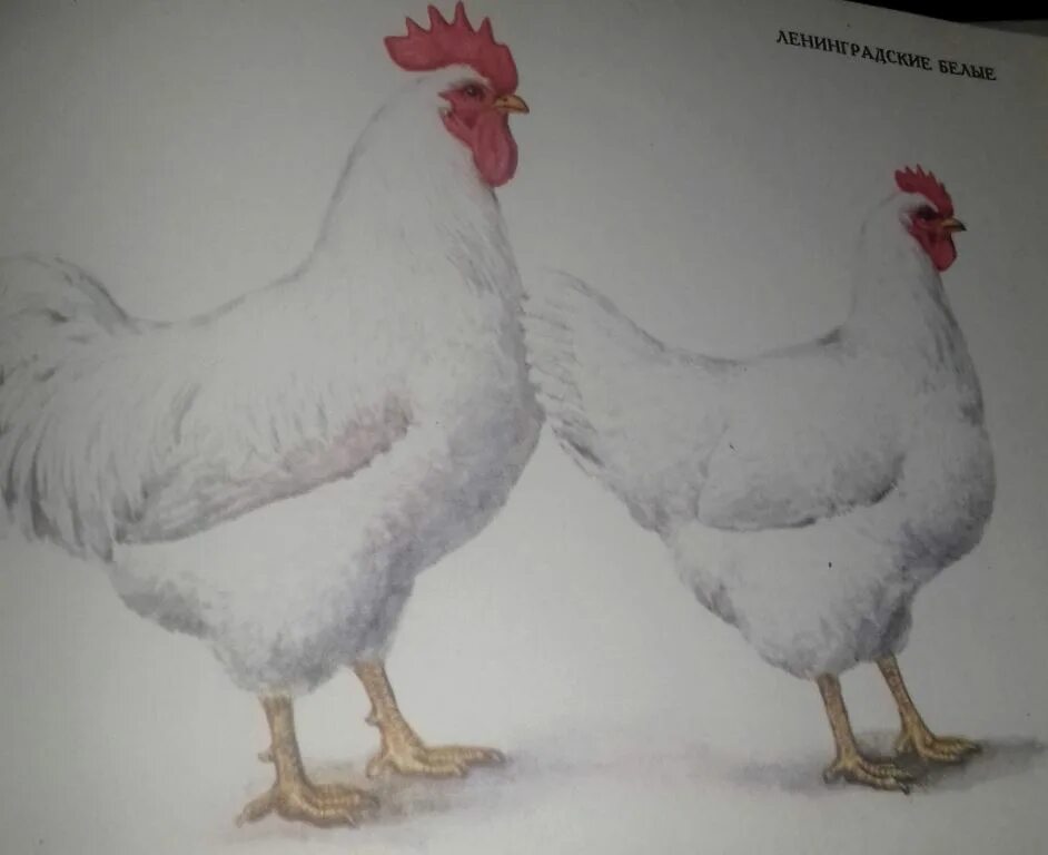 ленинградская белая курица порода. породы кур бройлеров. курица бройлер. несушка леггорн белый. ленинградская белая порода кур.