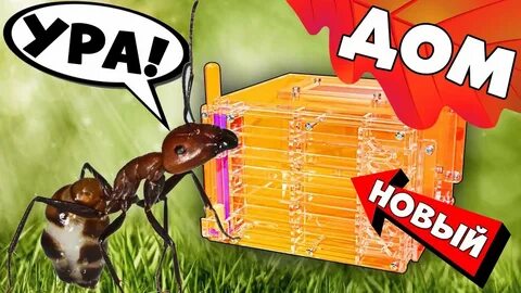 4 ants