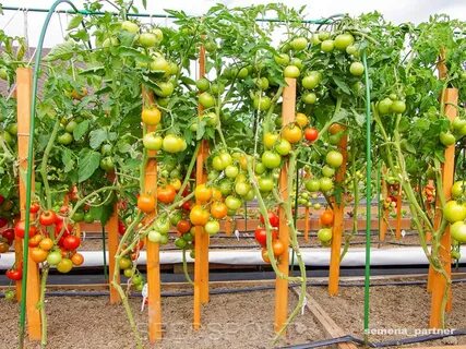 Томат красная стрела урожайность