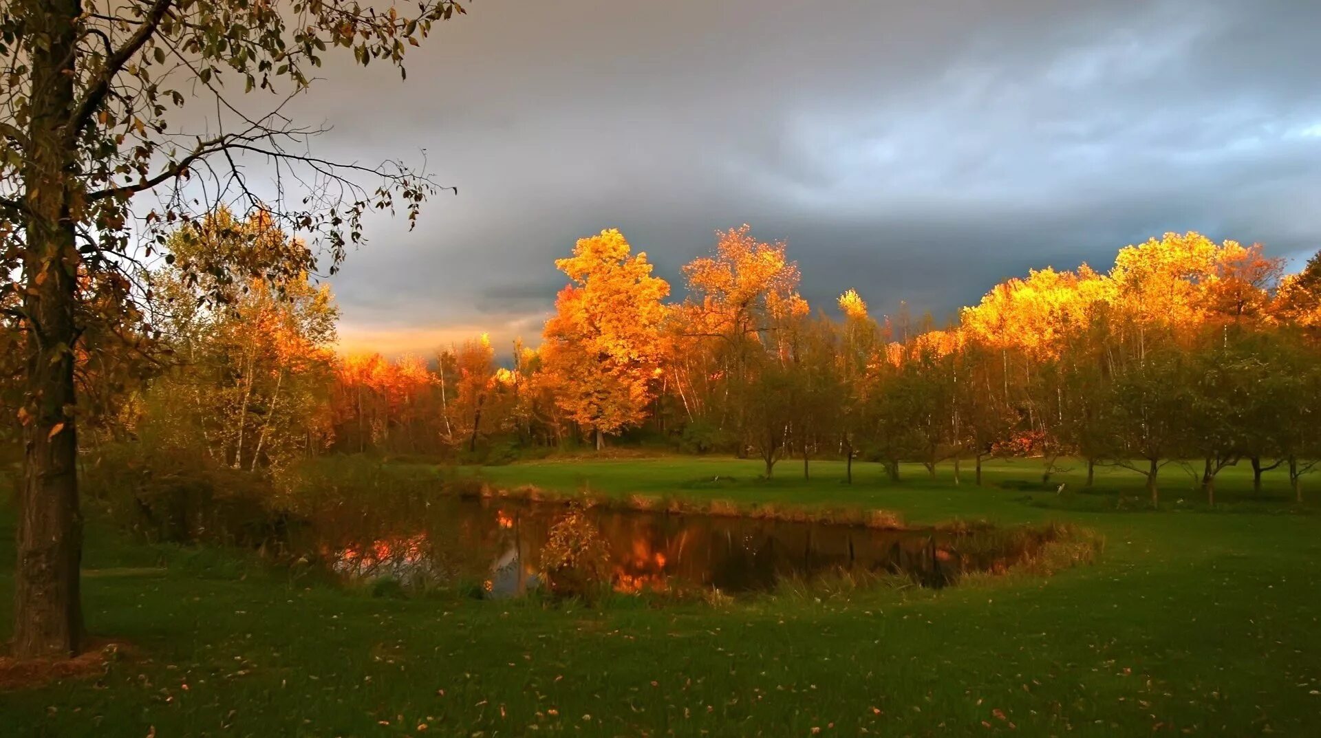 Autumn weather. Осенний пейзаж пасмурный. Осенний лес хмурый. Пасмурная Золотая осень. Осень природа пасмурно.