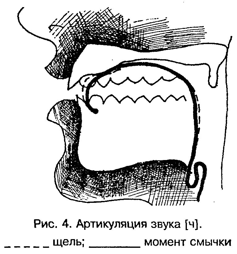 Схема произнесения звука с. Правильная артикуляция звука с. Постановка межзубного звука с. Межзубная артикуляция. Артикуляция зубов