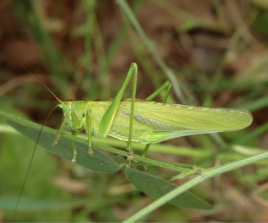Прямокрылые жуки. Кузнечик tettigonia. прямокрылые кузнечики. tettigonia viridissima. кузнечик tettigonia viridissima.