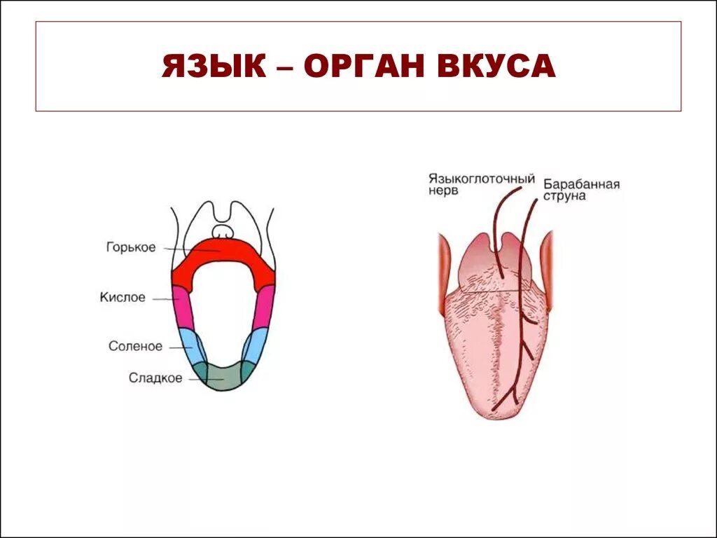 Язык описание органа. Орган вкуса язык строение. Язык орган чувств.