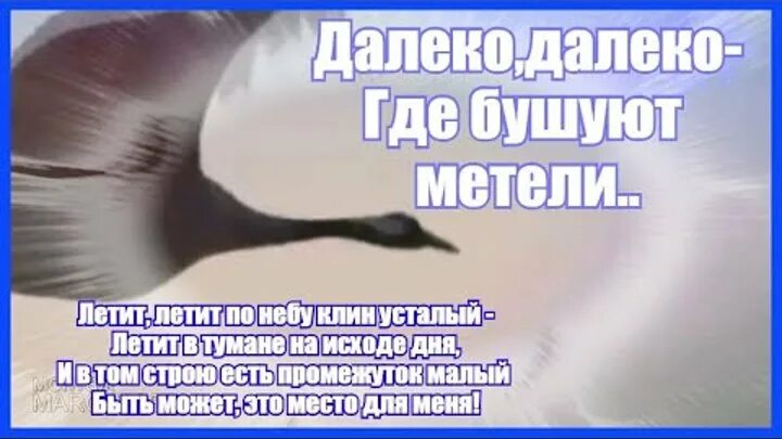 Далеко далеко где бушуют метели. Далеко-далеко Журавли улетели. Далеко далеко Журавли улетели слова. Далеко Журавли. Там где бушуют ветра zhamil