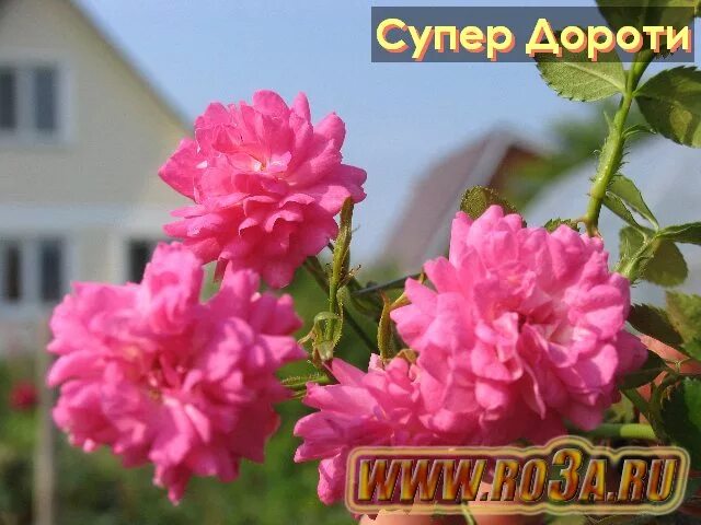 Роза плетистая - Дороти Перкинс (Dorothy Perkins) ЗКС Цена за штуку, руб.: 378 Д