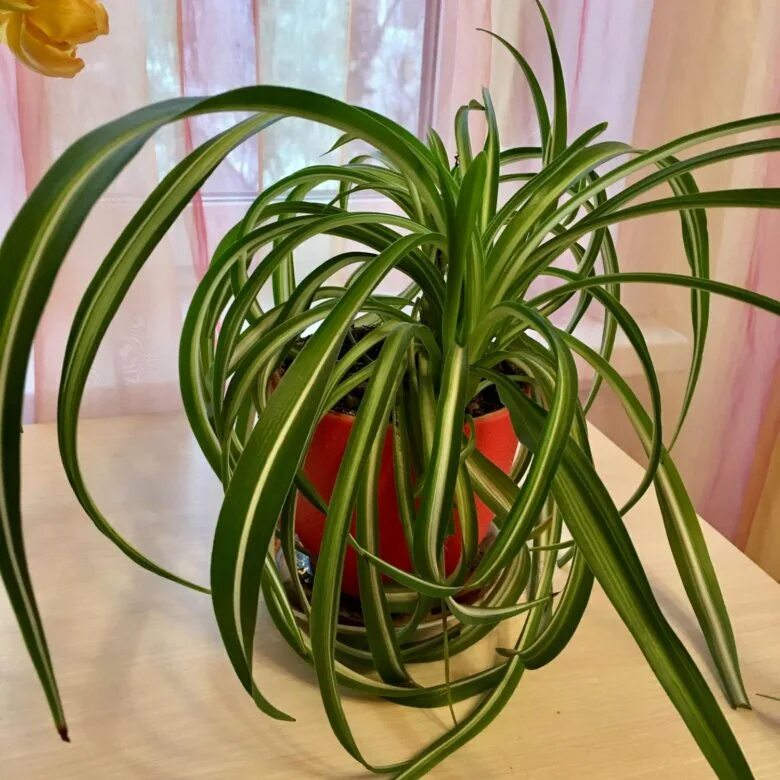 хлорофитум айриш. Chlorophytum comosum. хлорофитум можно ли. хлорофитум можно ли. хлорофитум можно ли.