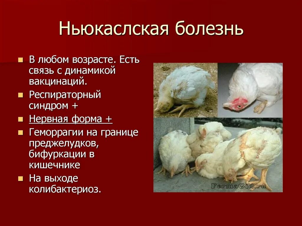 Болезни бройлеров и их симптомы. Псевдочума (болезнь ньюкасла). псевдочума птиц болезнь ньюкасла. ньюкасла болезнь цыплят бройлеров симптомы. ньюкаслская болезнь птиц.