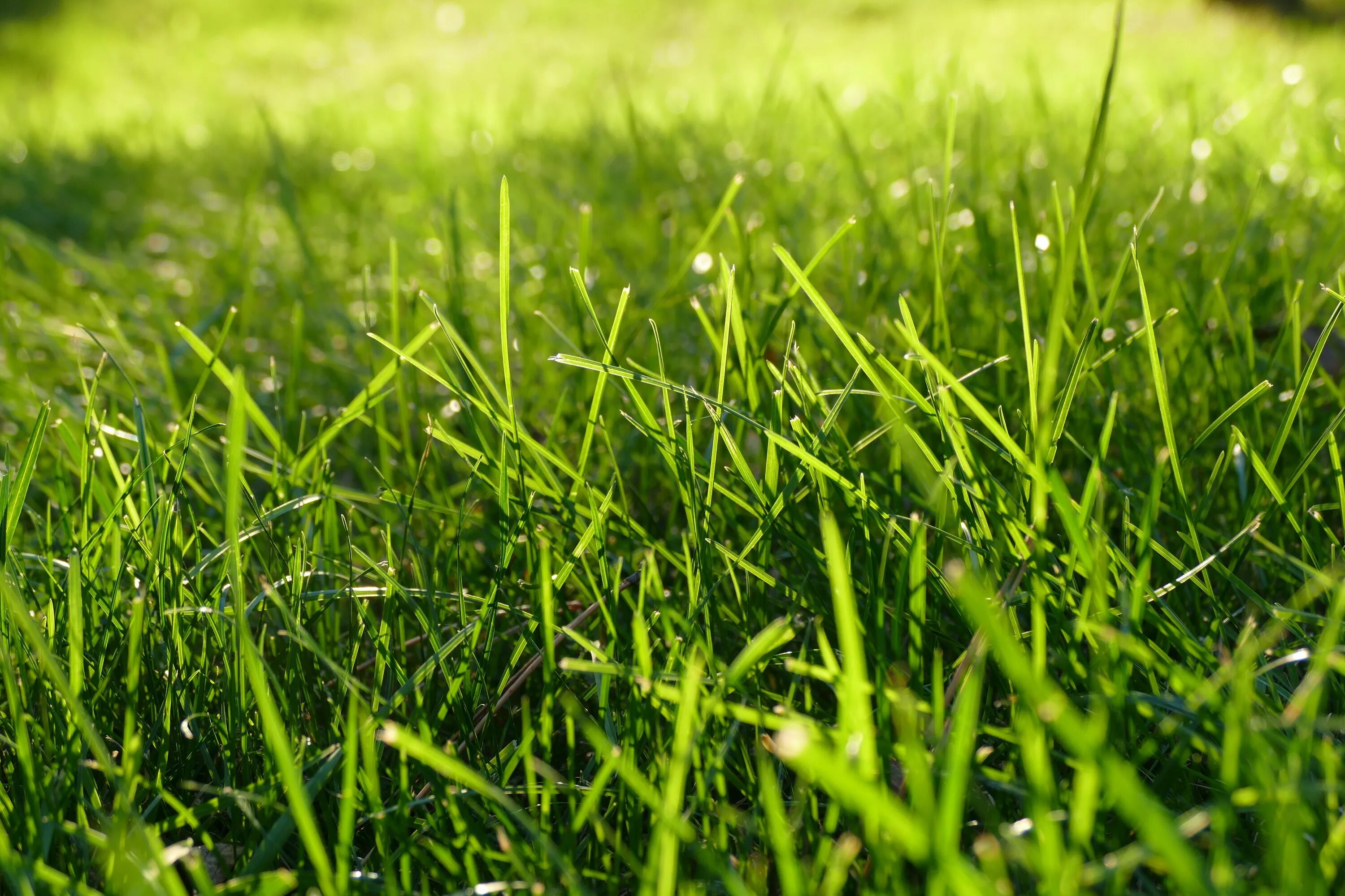 Grass network. Трава газон лужайка. Зеленый газон. Трава поле. Трава фон.
