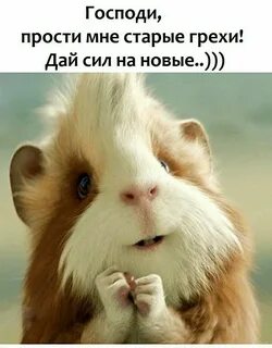 Извини шутка