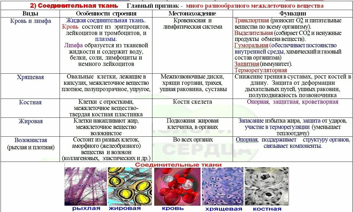 Заполните таблицу ткани человека. Соединительная ткань строение и функции. Классификация соединительной ткани таблица. Соединительная ткань функции таблица. Особенности строения и виды соединительной ткани..