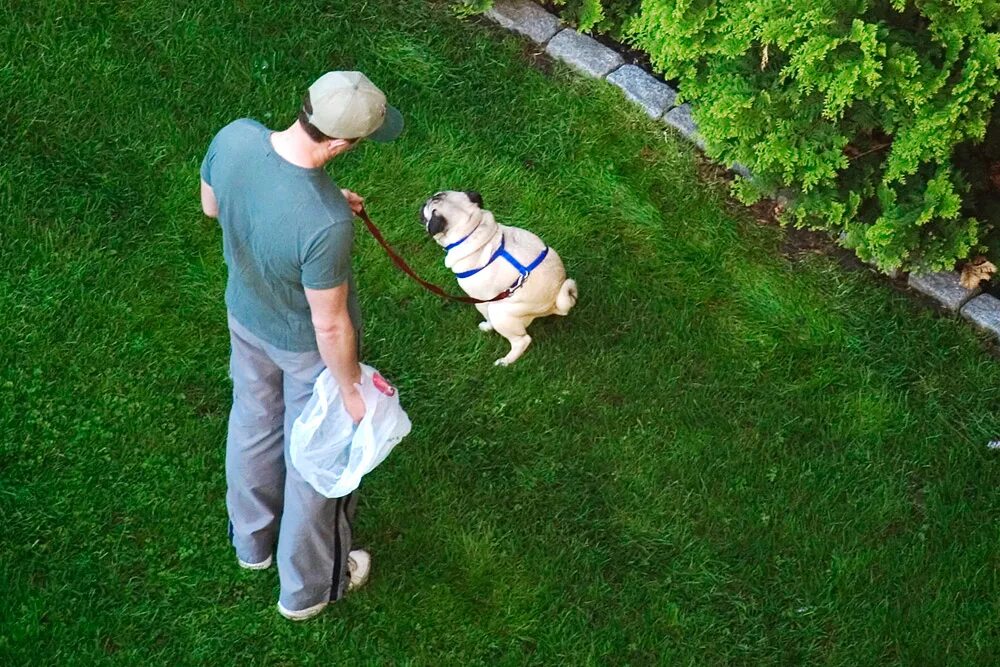 собака ходит на двух лапах. собаки которые ходят на 2 лапах. собачья вера. Faith (вера) – прямоходящая собака. собака на двух ногах.