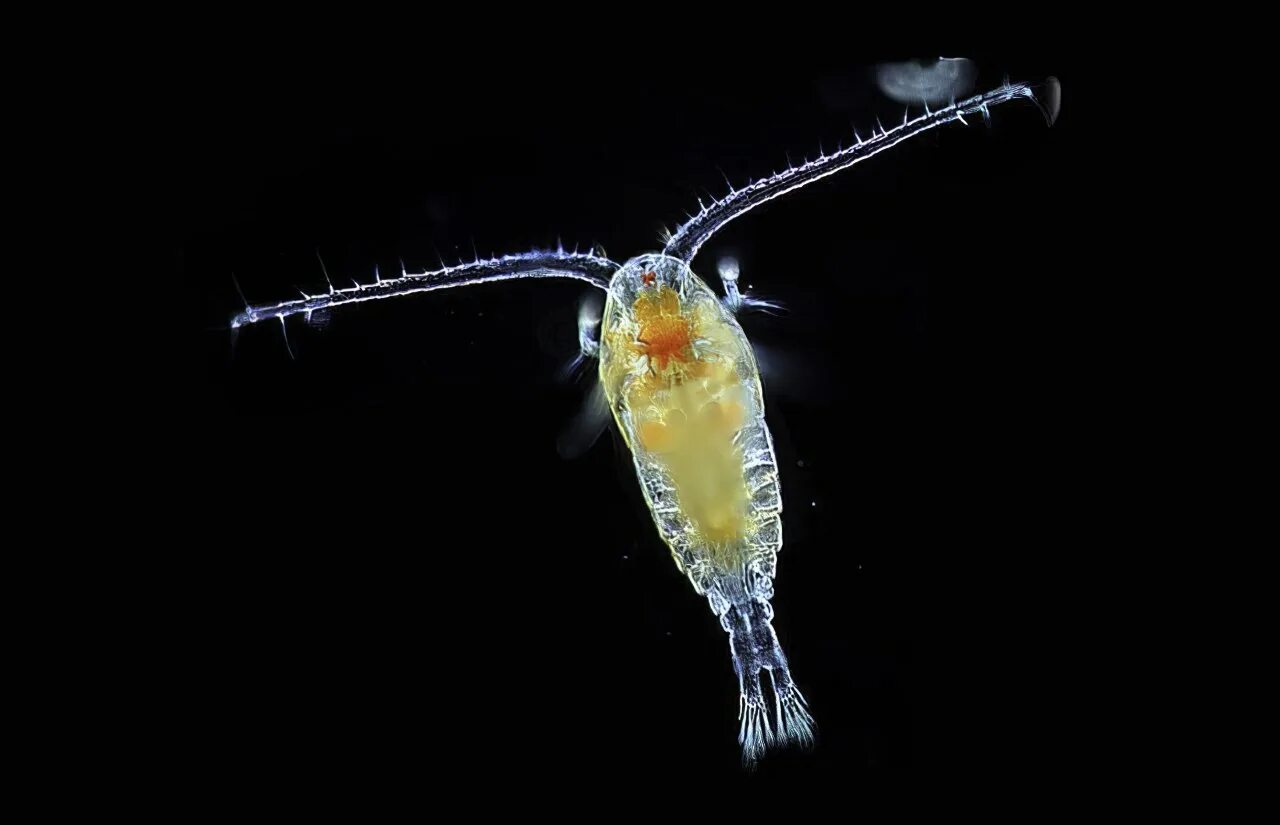 Морской фитопланктон. Зоопланктон дафния. Зоопланктон веслоногие. Веслоногие ракообразные (Copepoda). Зоопланктон коловратки.
