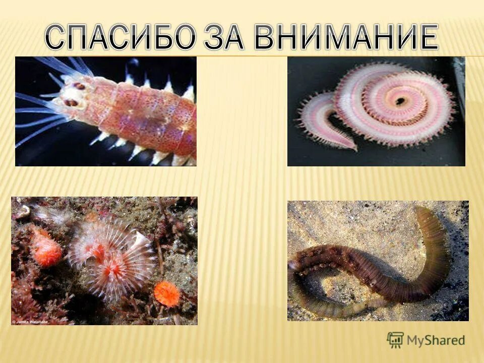 Черноморская скорпена-ёрш. Организмы обитающие в морях и океанах. Прикрепленные организмы. Морские иглокожие голотурии. Скат орляк рыба.