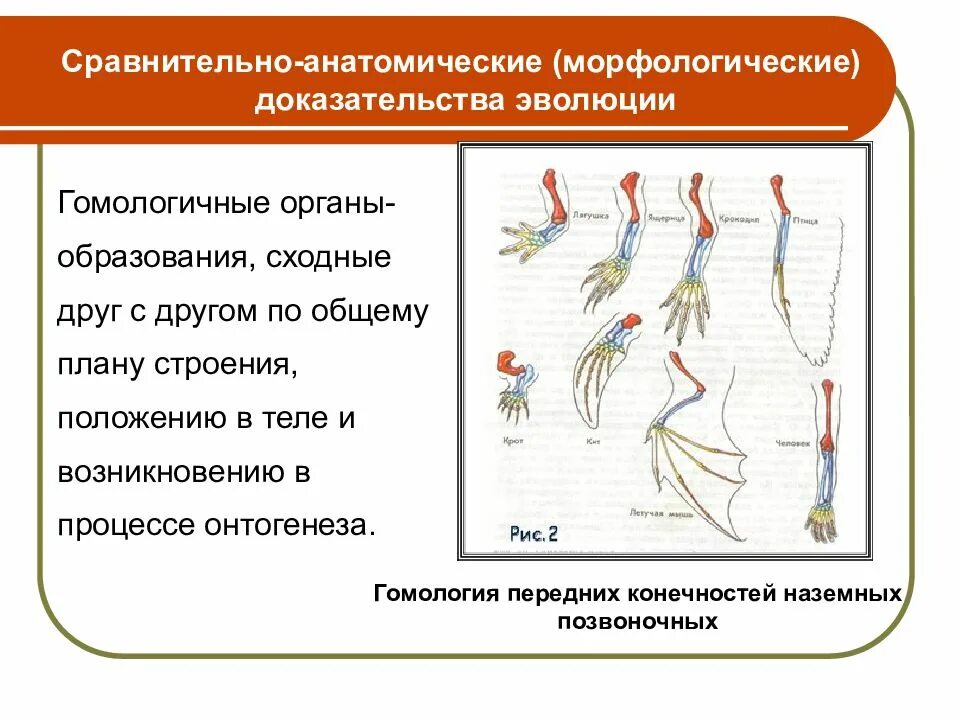 Какие сравнительно анатомические доказательства эволюции. Гомологичные доказательства эволюции. сравнительно-анатомические доказательства эволюции человека. сравнительно-анатомические доказательства эволюции органы гомологи. макроэволюция доказательства эволюции сравнительно анатомические.