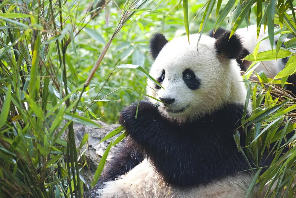 Pandas buy