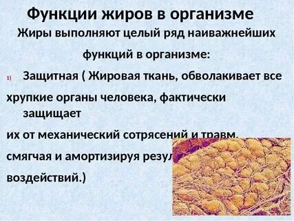 Какую функцию в организме выполняет клетчатка