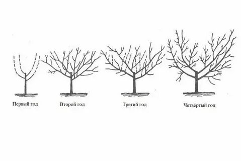 Схема абрикоса