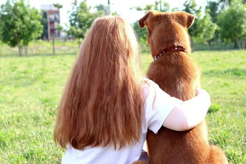 приют тузик и мурзик. рыжики грибы. рыжик боровой. холли вебб котенок рыжик. повесть про котенка рыжика.