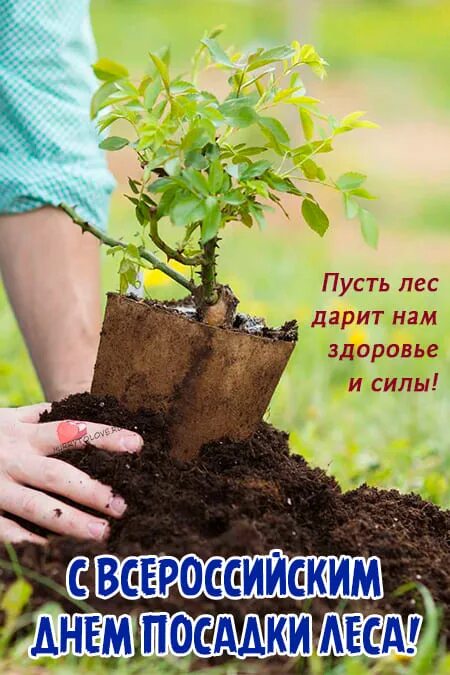 День посадки деревьев 2025. 13 мая день посадки леса. всероссийский день посадки леса. 13 мая — всероссийский день посадки леса.. 11 мая день посадки леса.