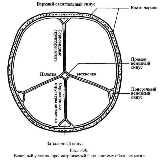 Верхний Сагиттальный синус твердой мозговой оболочки. Синусы мозговой оболочки схема. Поперечный синус твердой мозговой оболочки. Топография синусов твердой мозговой оболочки.