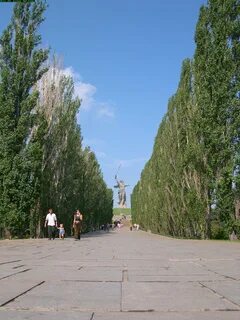 Аллея тополей