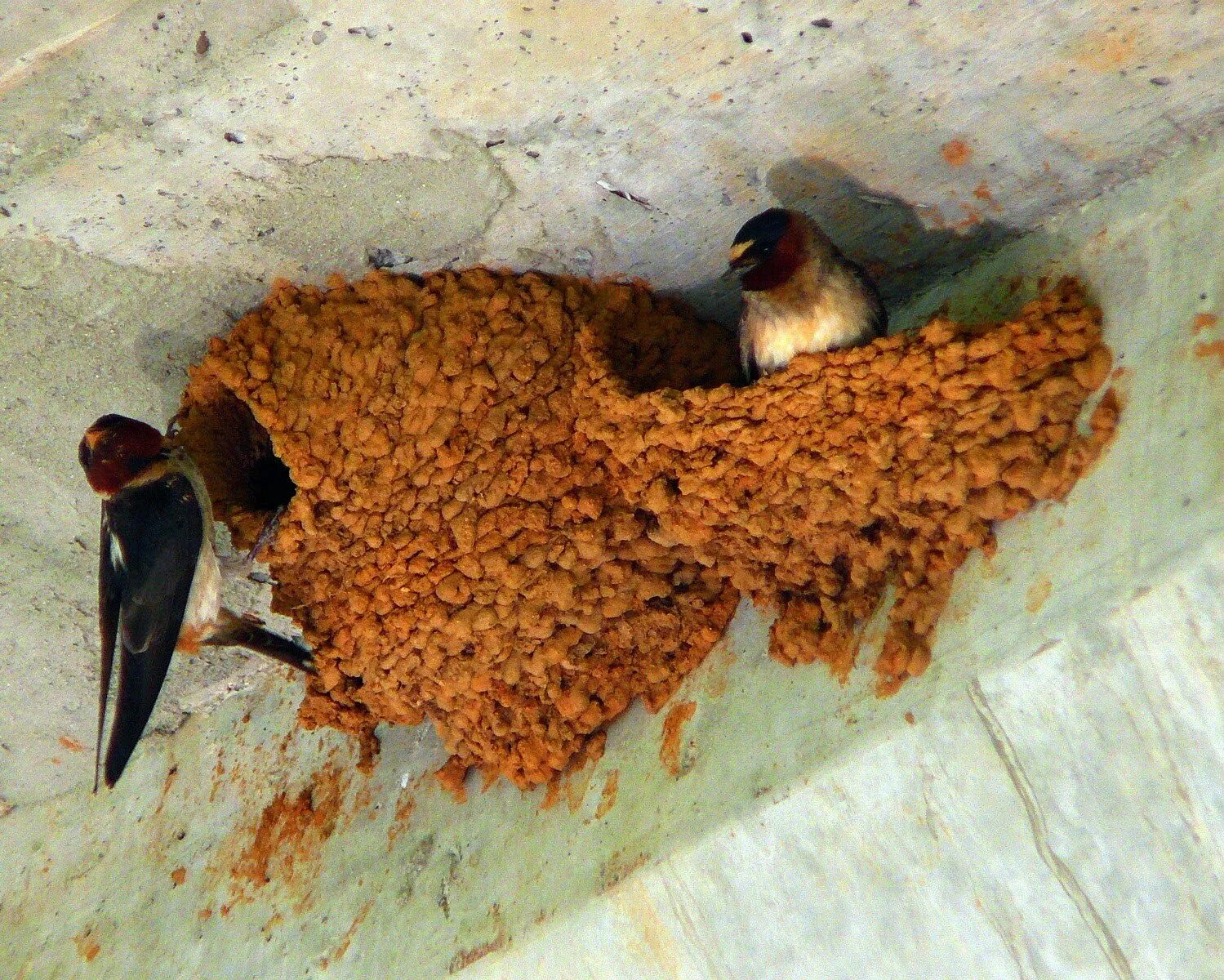 Гнездо ласточки береговушки. Рыжепоясничная Ласточка на гнезде. Гнездо рыжепоясничной ласточки. Гнездо стрижа Салангана.