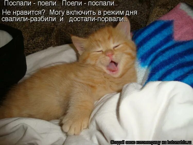 Раньше был кот. Котик проснулся. пора спать!. пора спать с котом. коты просыпаются.