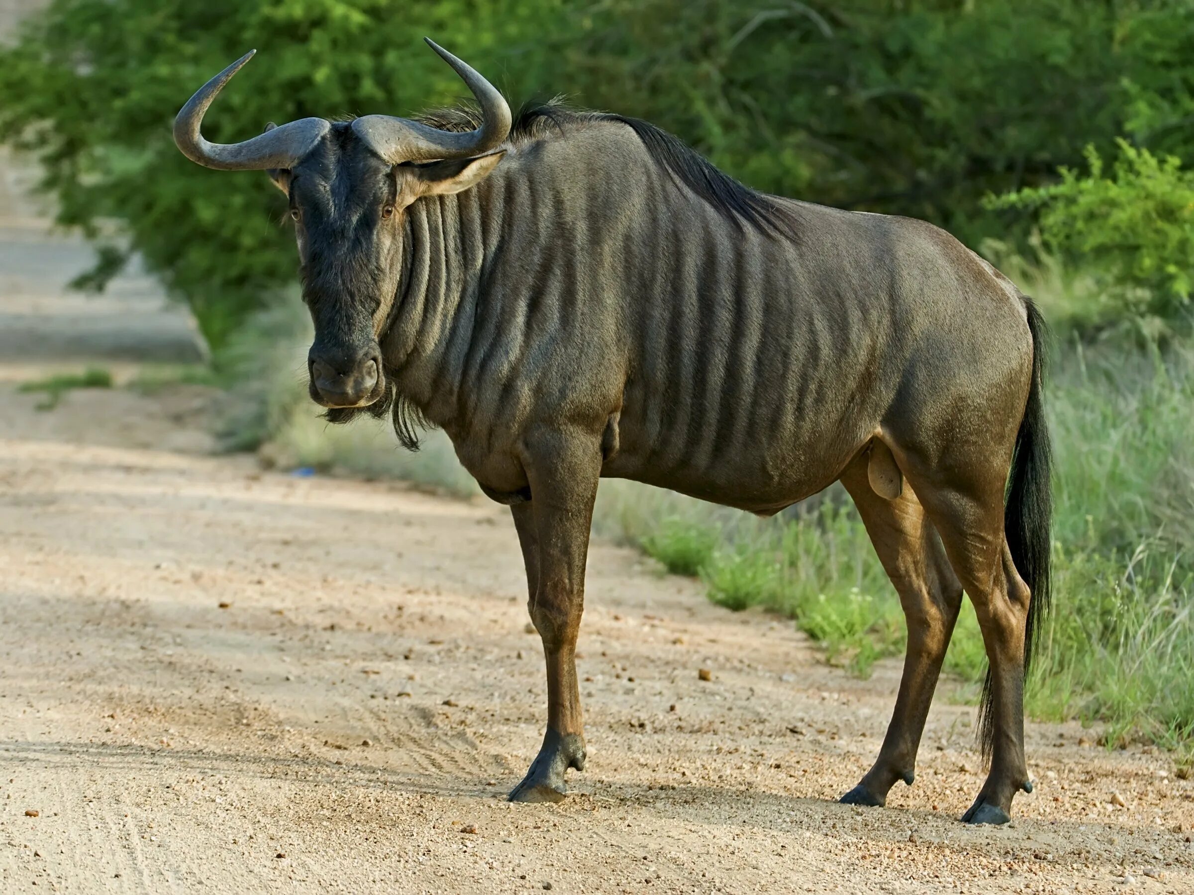 Крупный рогатый зверь массивного телосложения. Антилопа гну. Африканская антилопа гну. Голубая антилопа гну. Wildebeest антилопа гну.