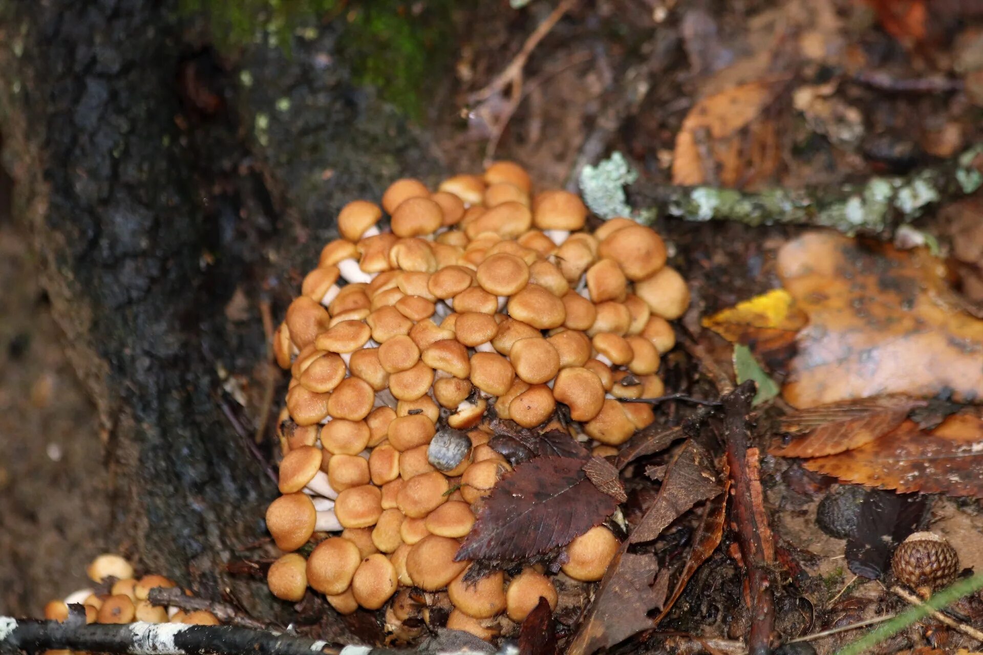 Гриб-монстр armillaria ostoyae. Толстоногие грибы. Гриб опенок медовый armillaria ostoyae корни. Гриб опята ставрополь. Опенок в орегоне.