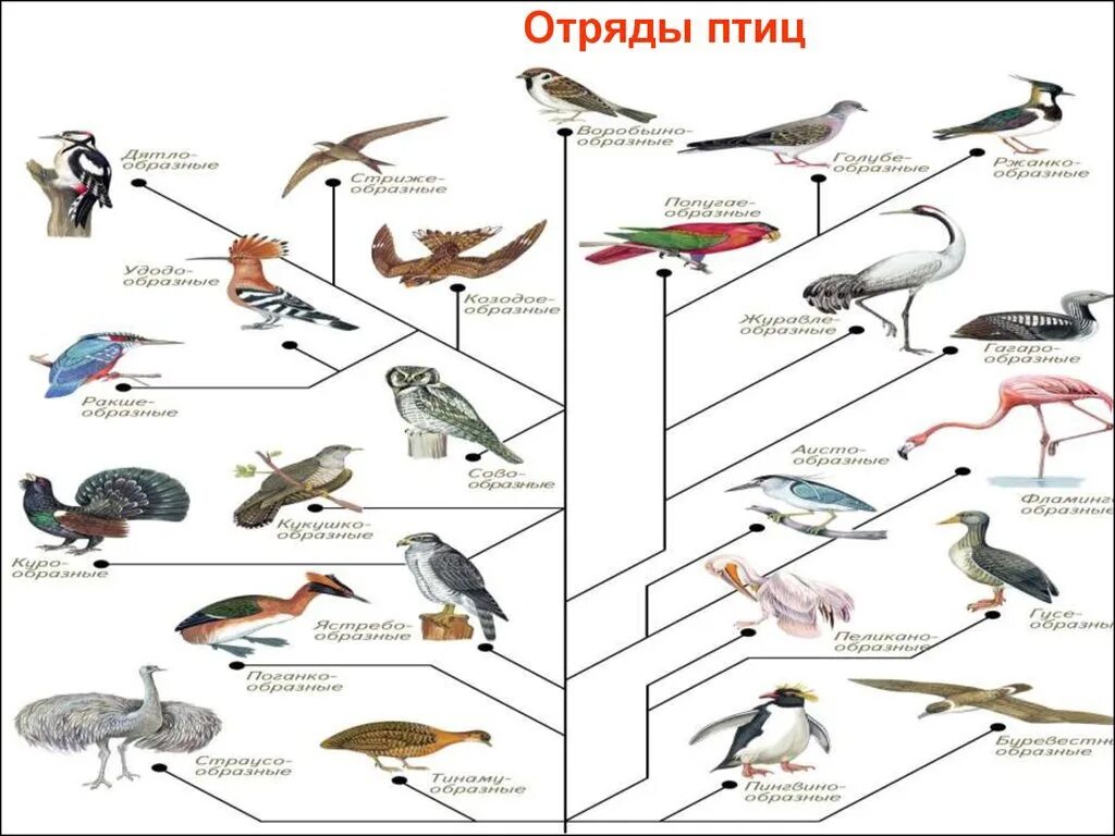 9 отрядов птиц. Классификация птиц отряды. Систематика класса птицы таблица. Класс птицы классификация отрядов. Систематика птиц 7 класс.